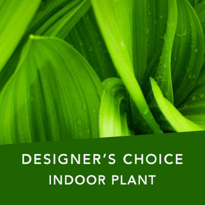 DC Indoor plant