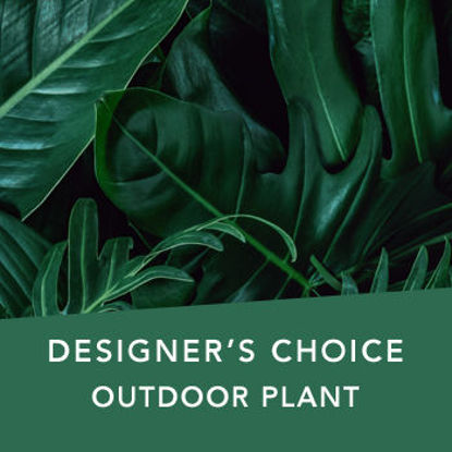 DC Outdoor plant