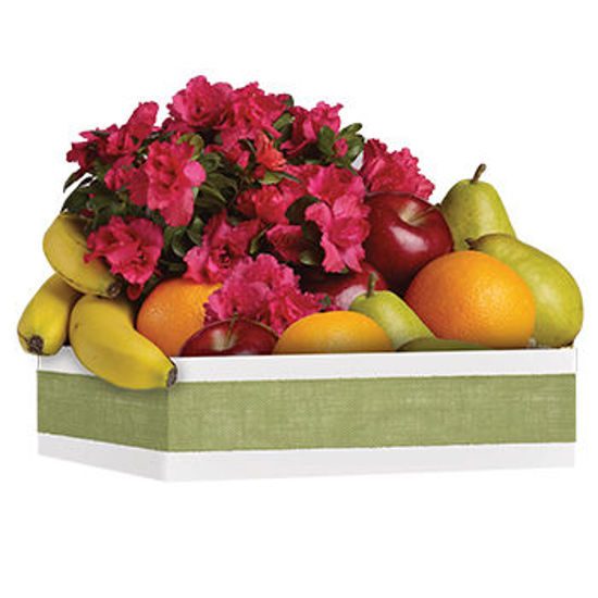 Fruit & Blooms