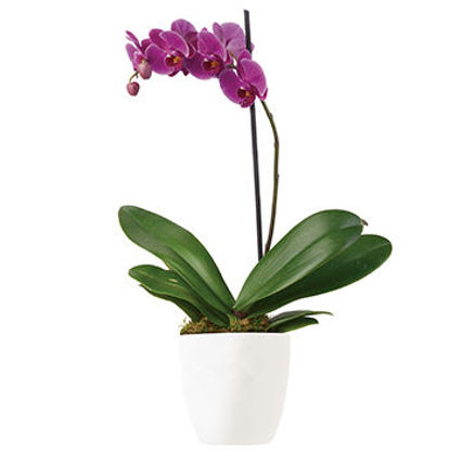 Imperial Purple
